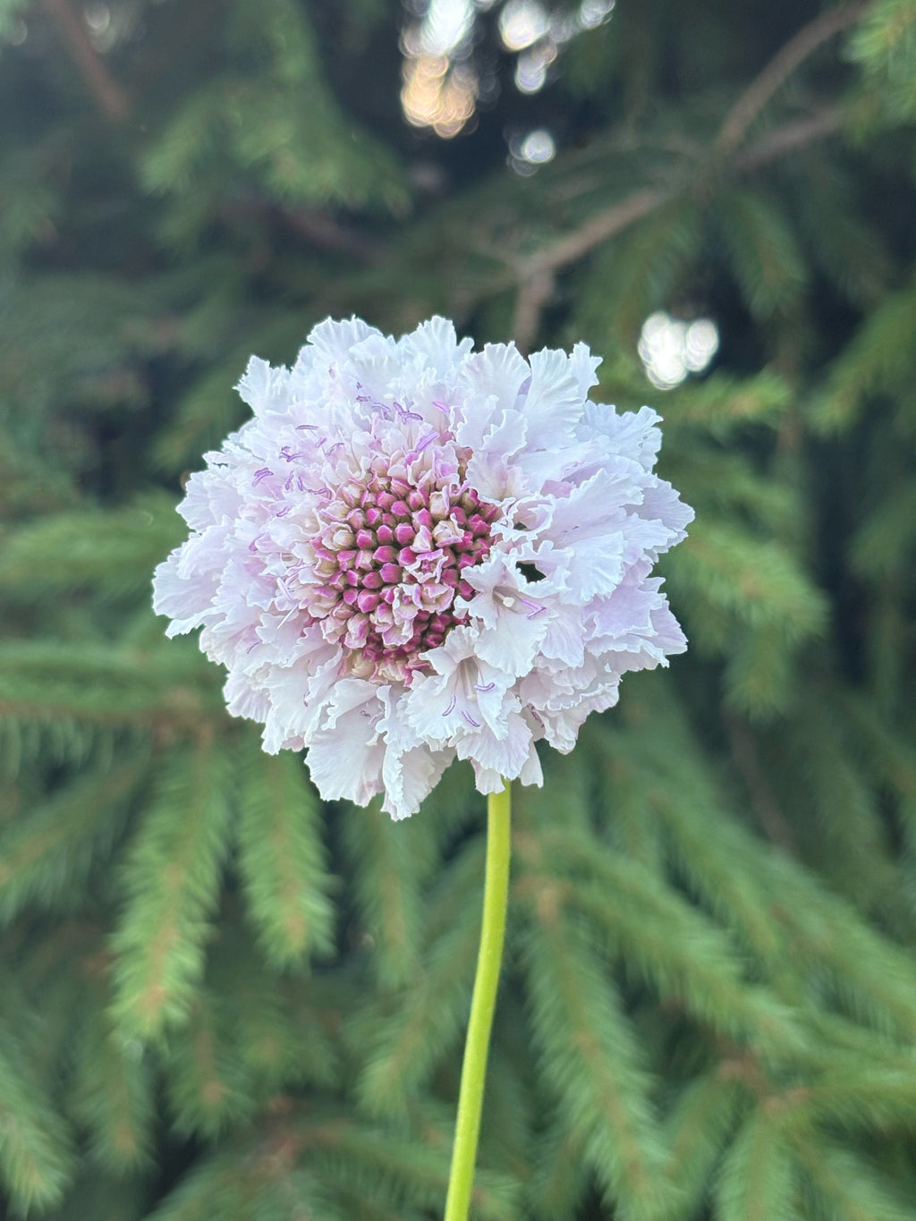 Scabiosa BON BON SCOOP™ SWEETNESS