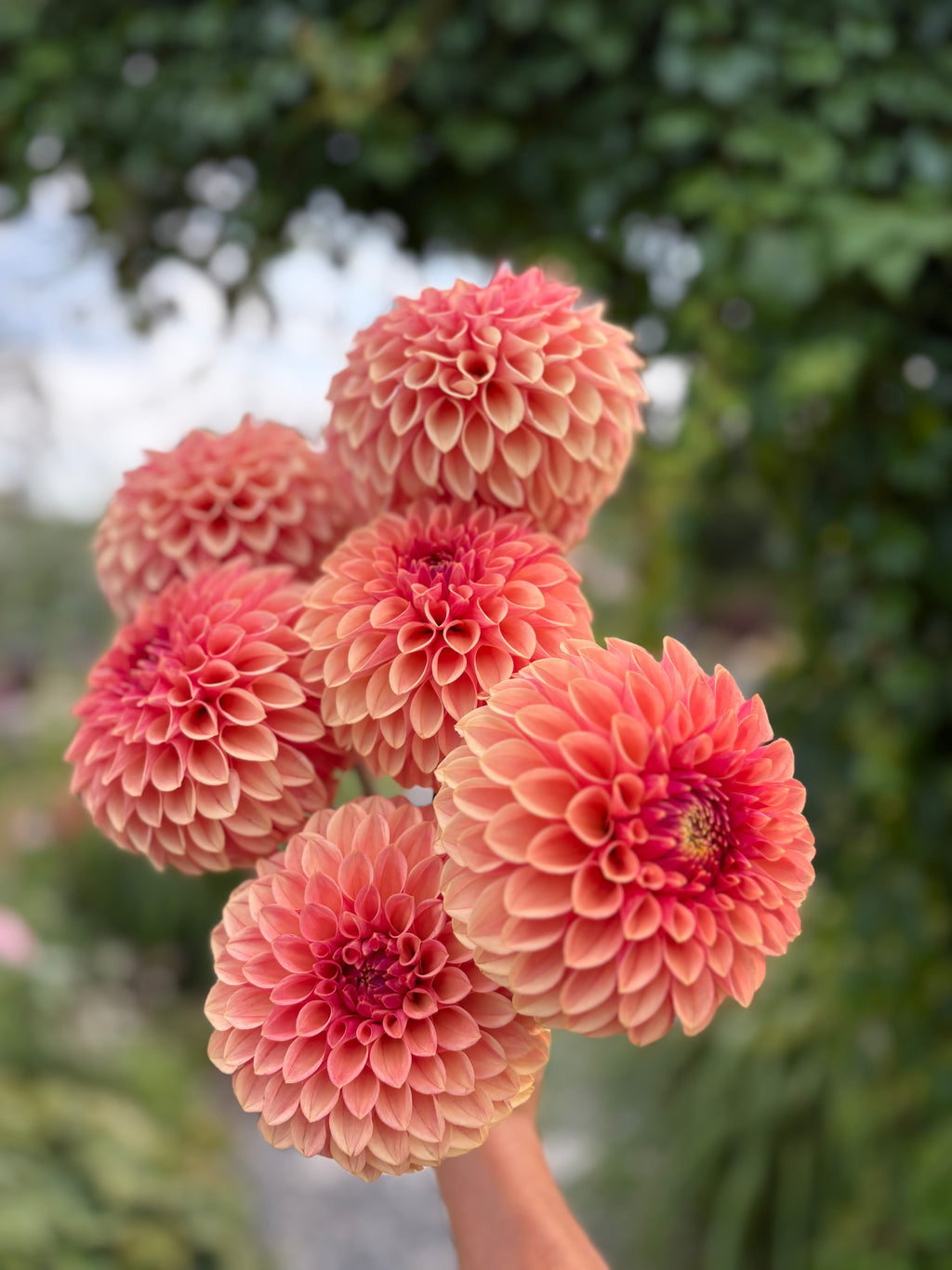 KA'S® Desert Rose