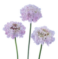 Scabiosa BON BON SCOOP™ SWEETNESS