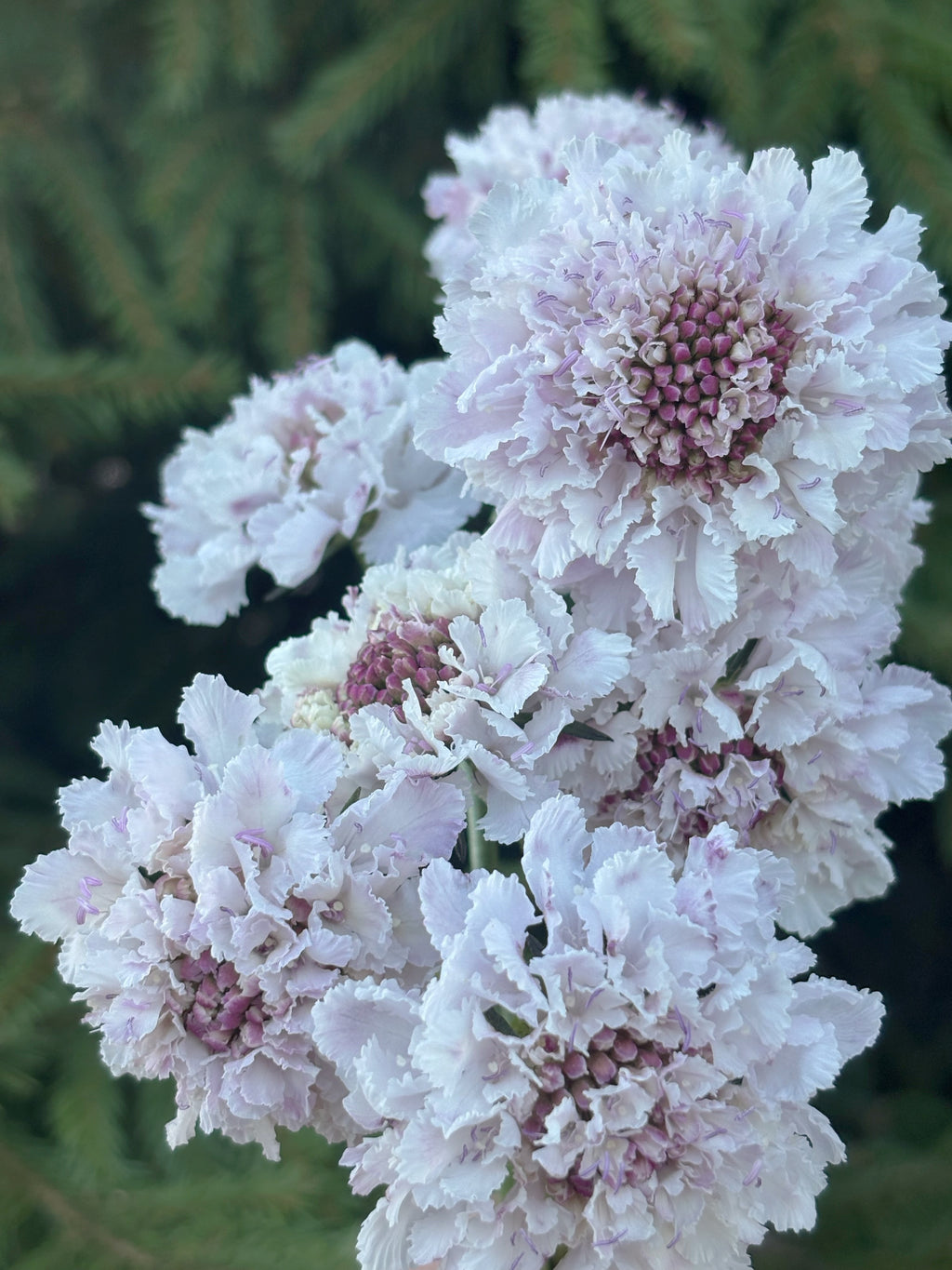 Scabiosa BON BON SCOOP™ SWEETNESS
