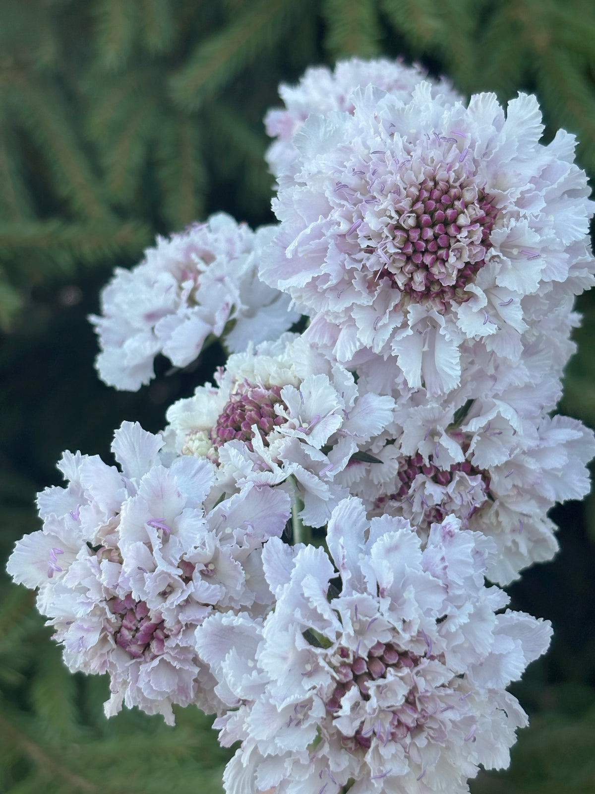 Scabiosa BON BON SCOOP™ SWEETNESS