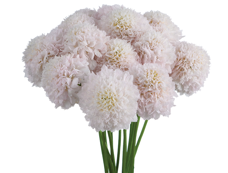 Scabiosa BON BON SCOOP™ FRENCH VANILLA