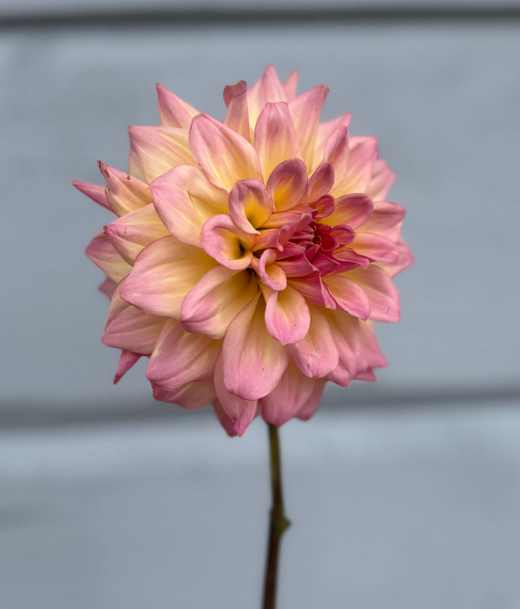 Dahlia ’AC Twisp’