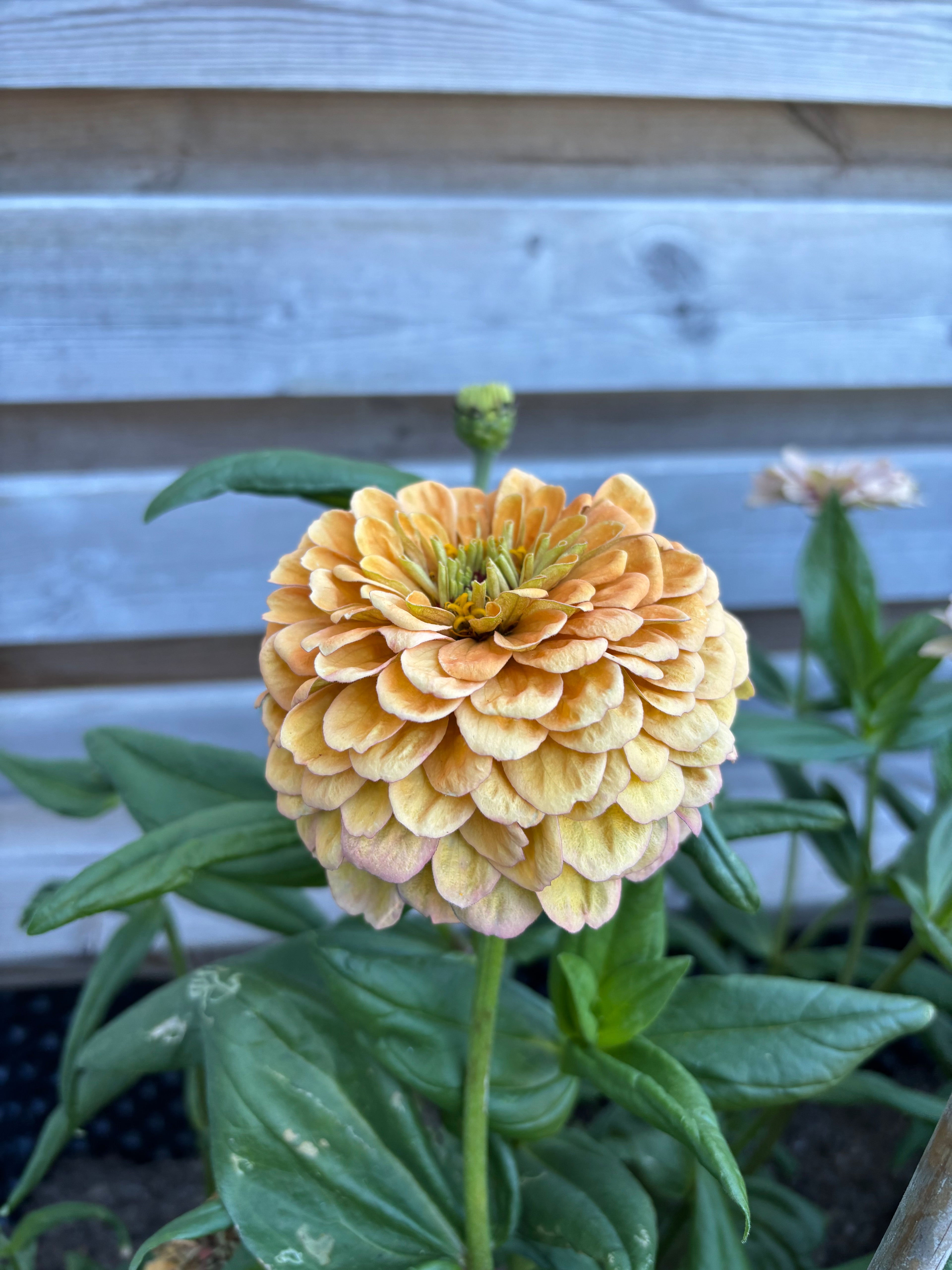 Zinnia ’Peach Glitter’