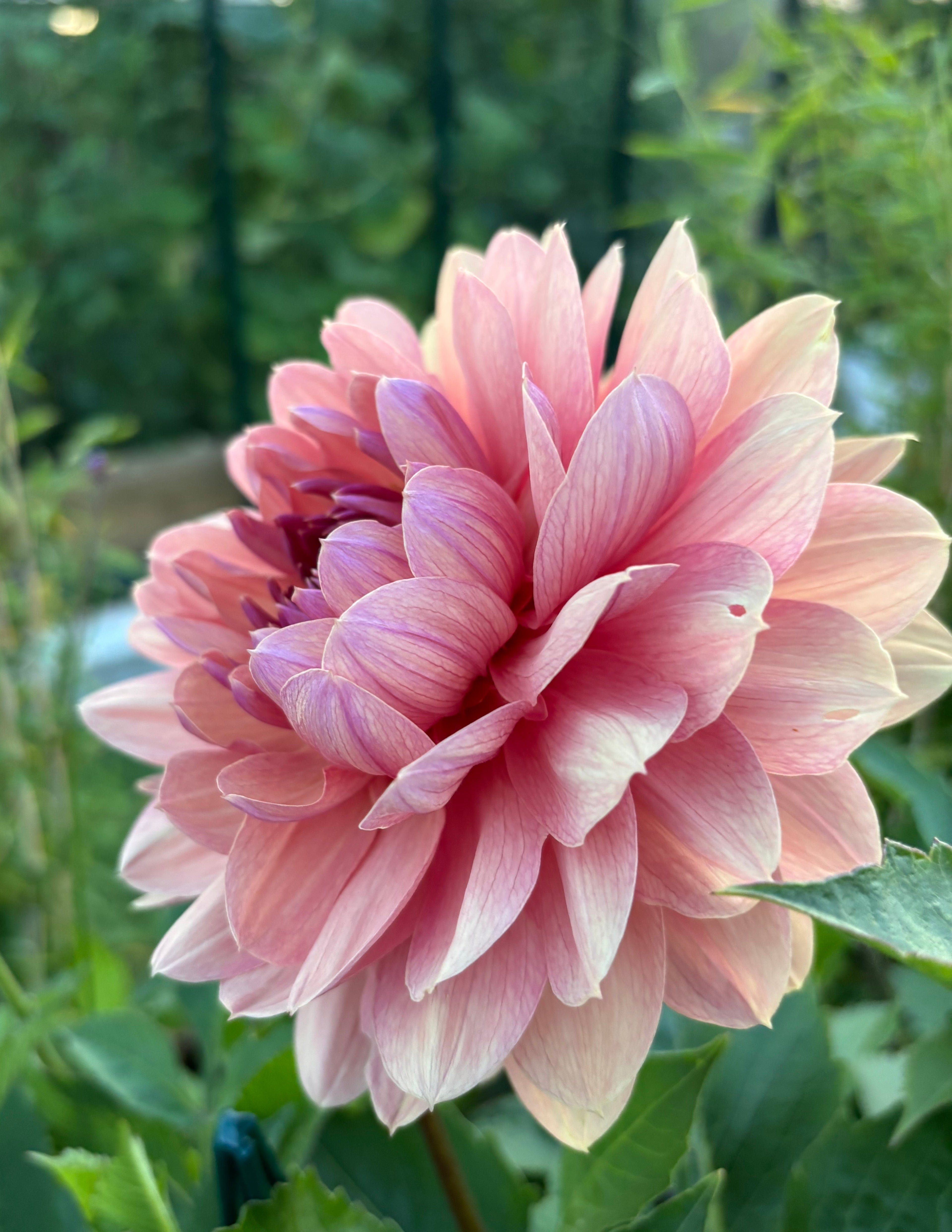 Château de la Bourdaisière