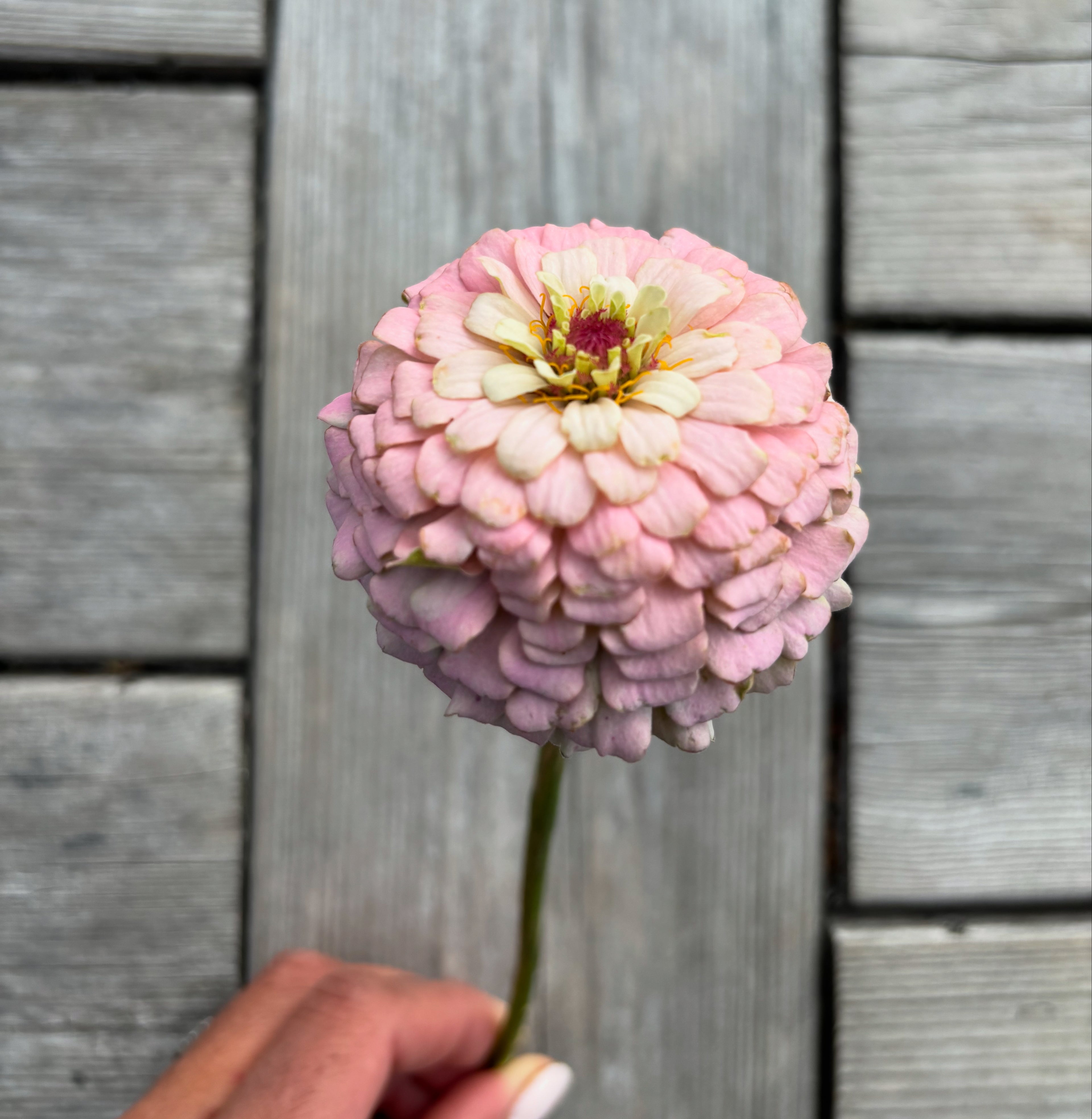 Zinnia ’Marshmallow’ Miniplanta