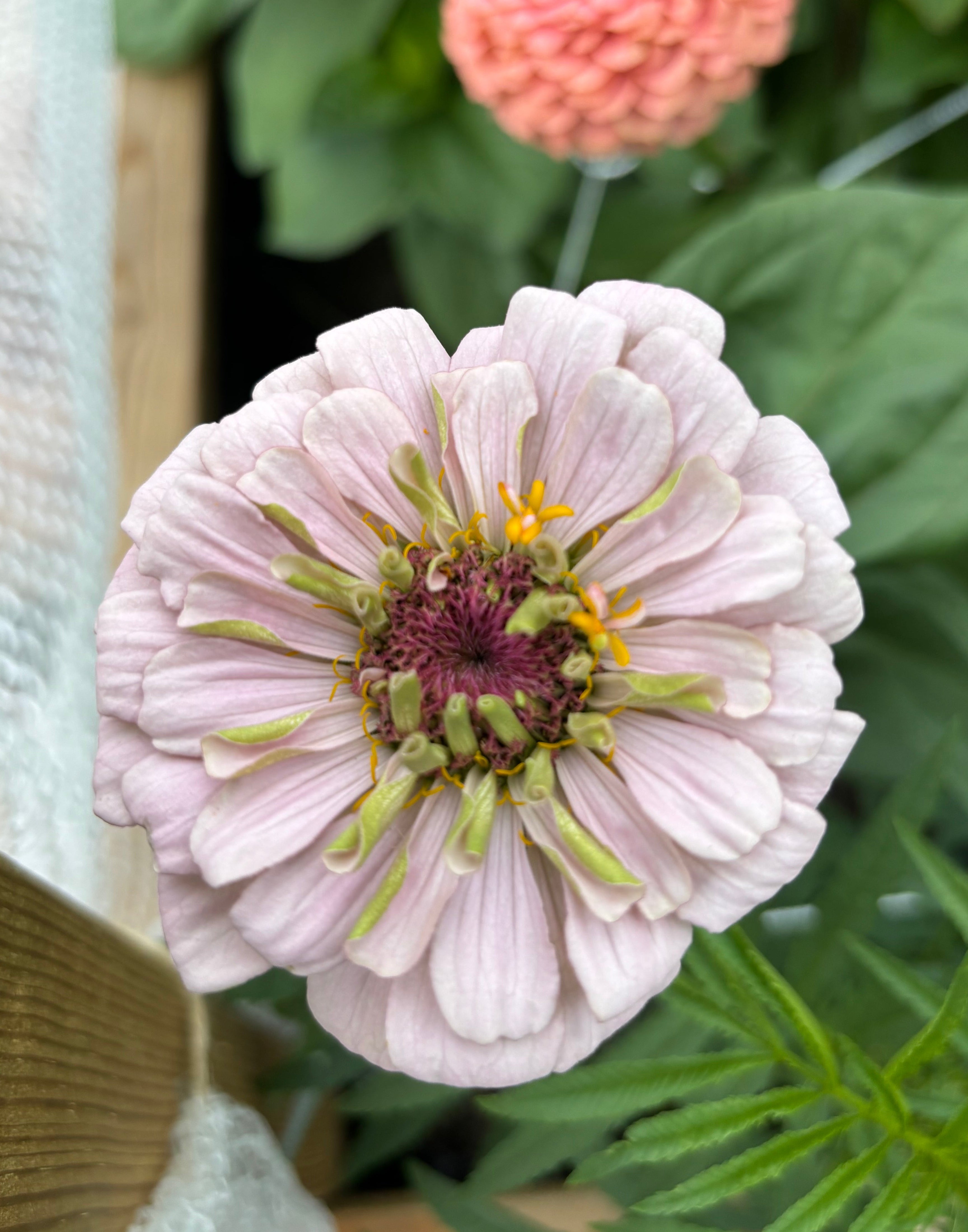 Zinnia ’D&S Pastels’