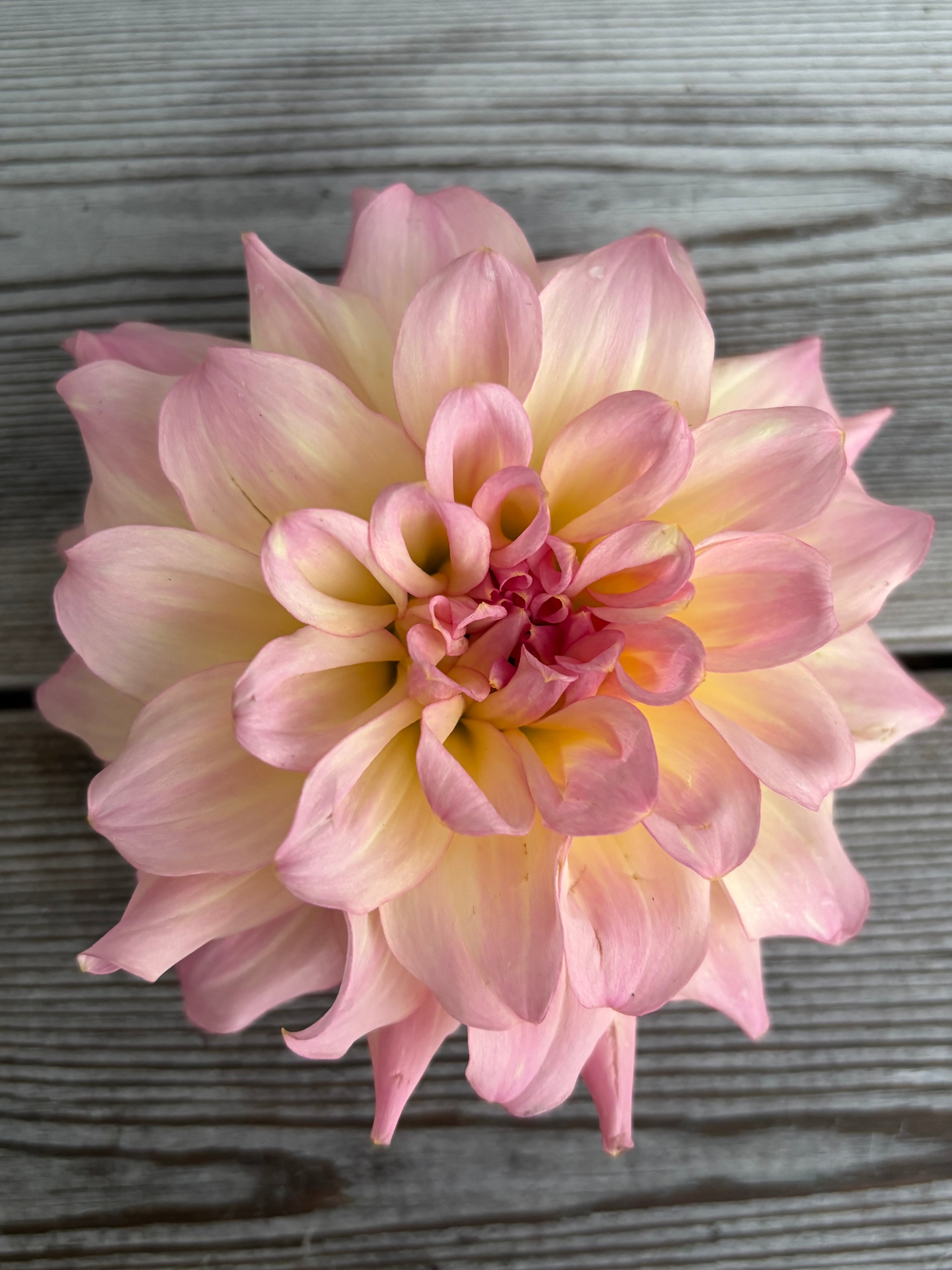 Dahlia ’AC Twisp’