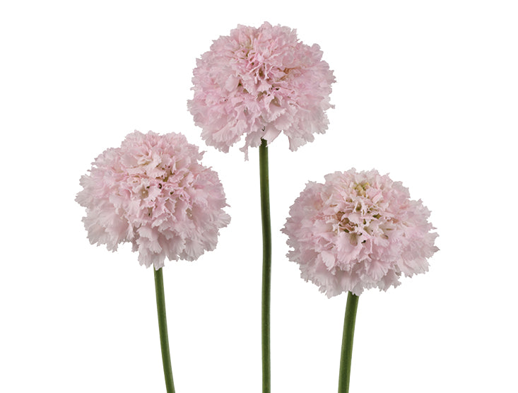 Scabiosa BON BON SCOOP™ FRENCH VANILLA
