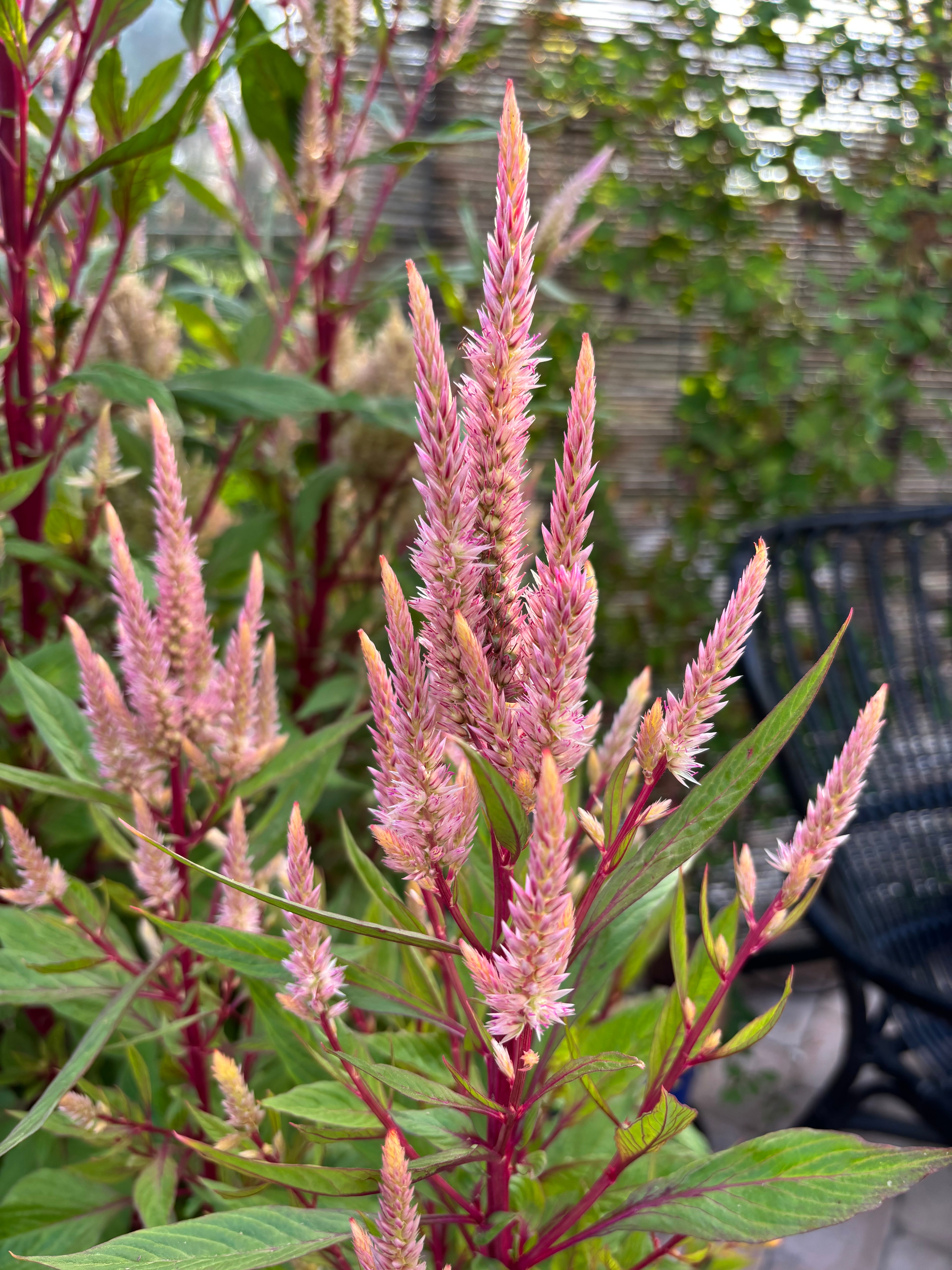 Celosia ‘Rosé Glow’