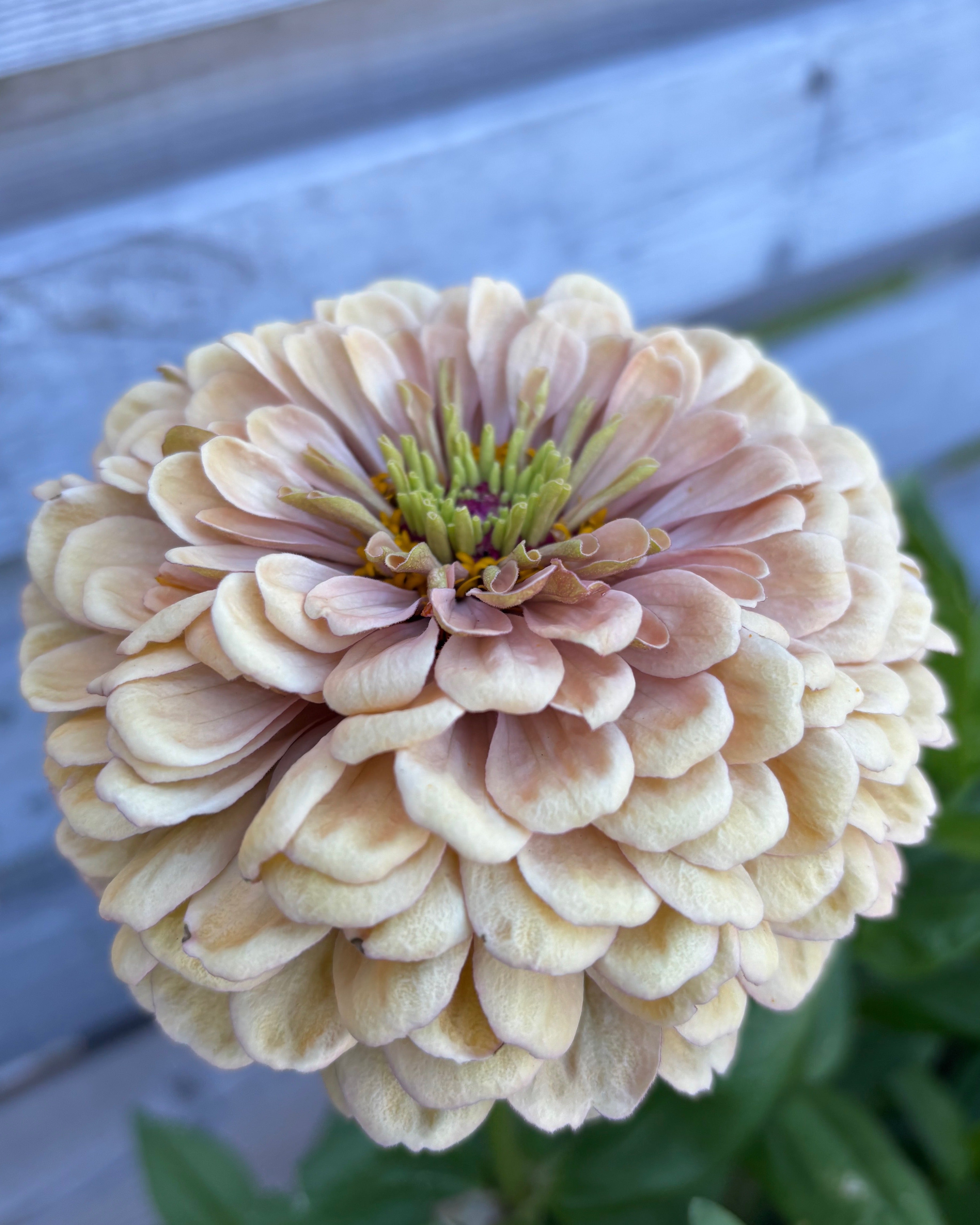 Zinnia ’Peach Glitter’