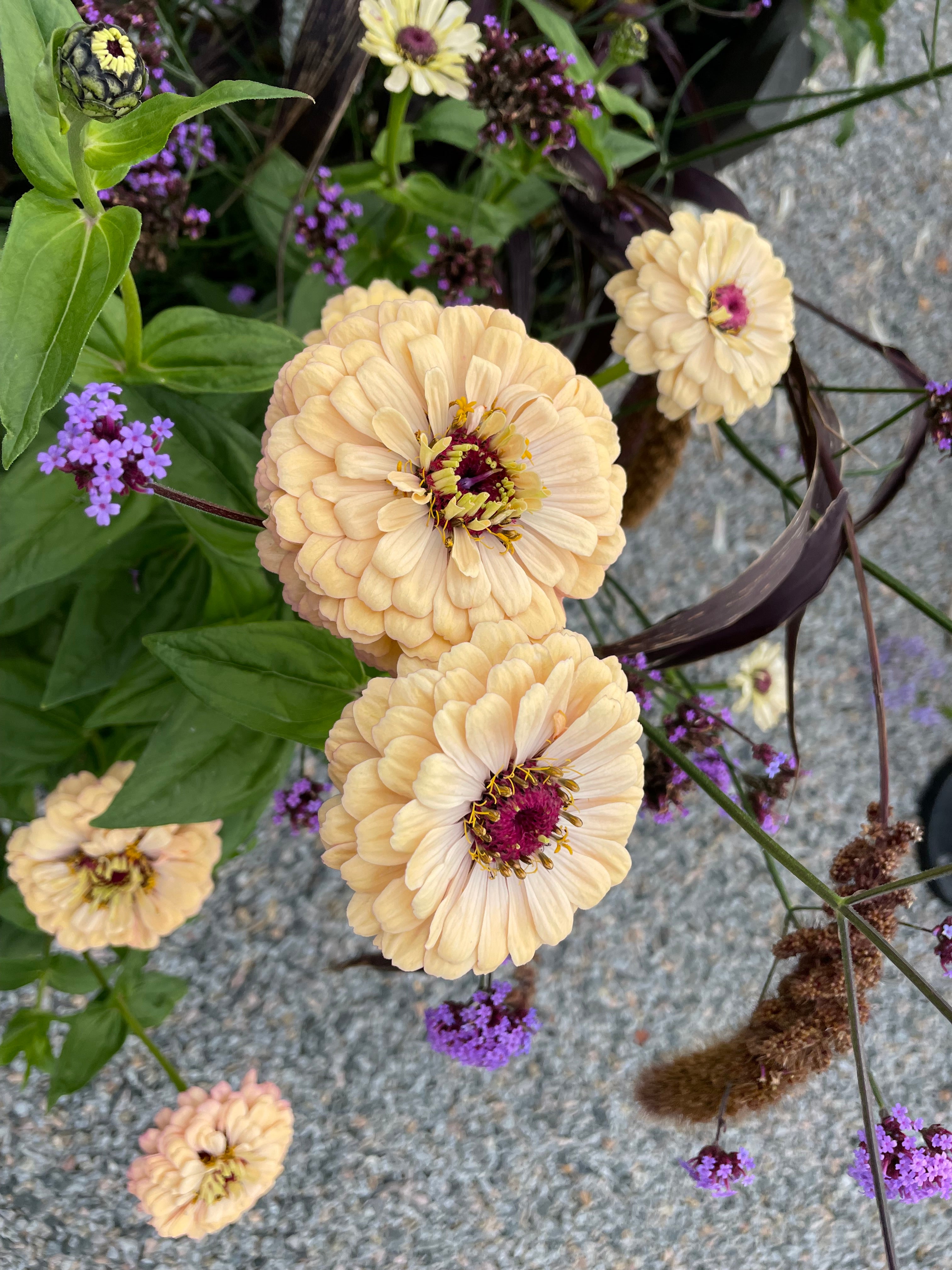 Zinnia ’Alpenglow’ Miniplanta