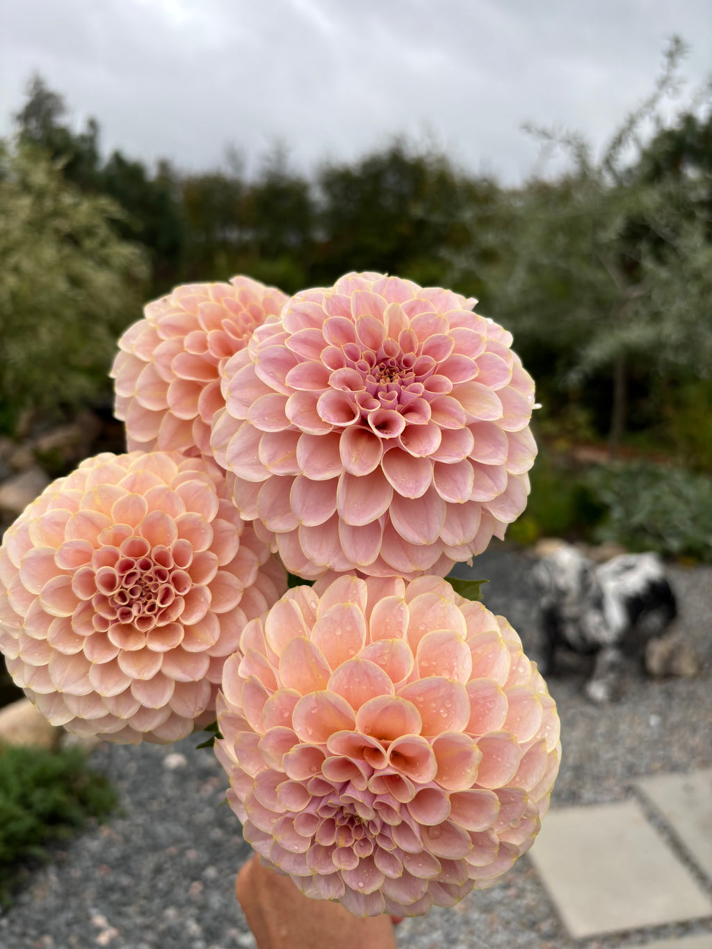 KA'S® Cinder Rose