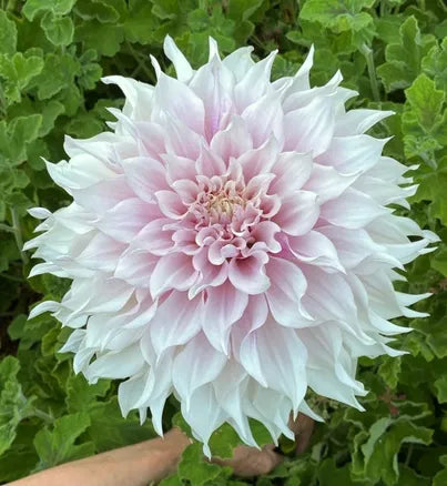 KA'S® Lavender Blush