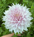KA'S® Lavender Blush