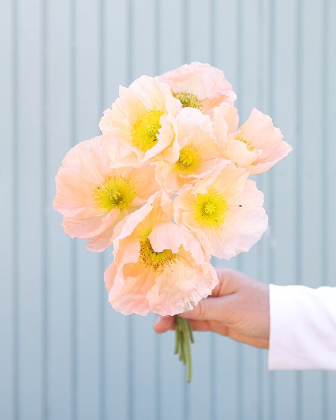 Italian poppy — COLIBRÌ ROSA CHIARO PASTELLO 