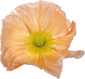 Italian poppy — COLIBRÌ ROSA CHIARO PASTELLO 