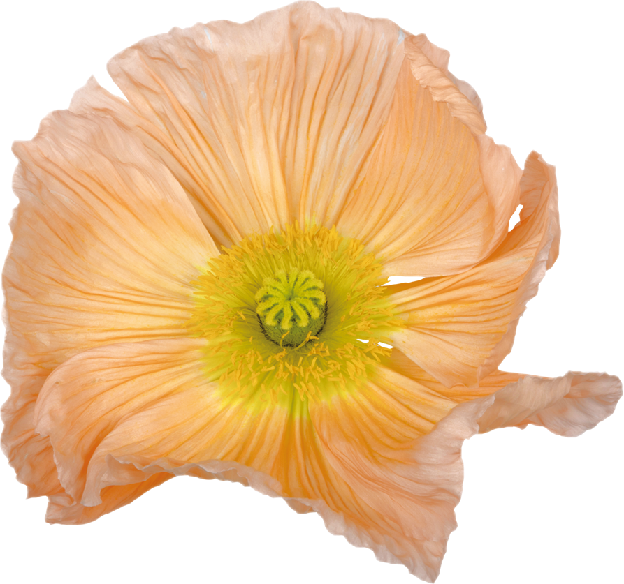 Isländsk vallmo — COLIBRÌ ROSA CHIARO PASTELLO