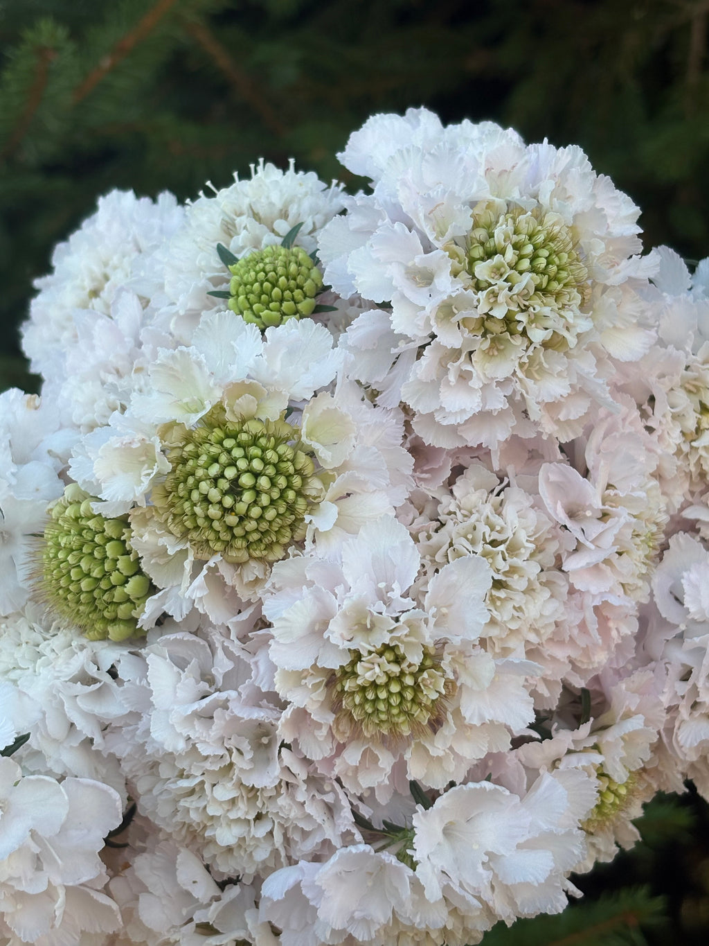Scabiosa BON BON SCOOP™ FRENCH VANILLA