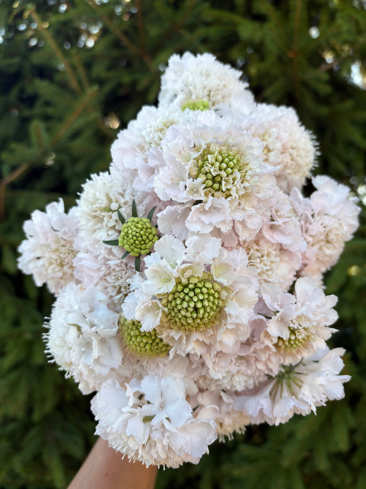 Scabiosa BON BON SCOOP™ FRENCH VANILLA