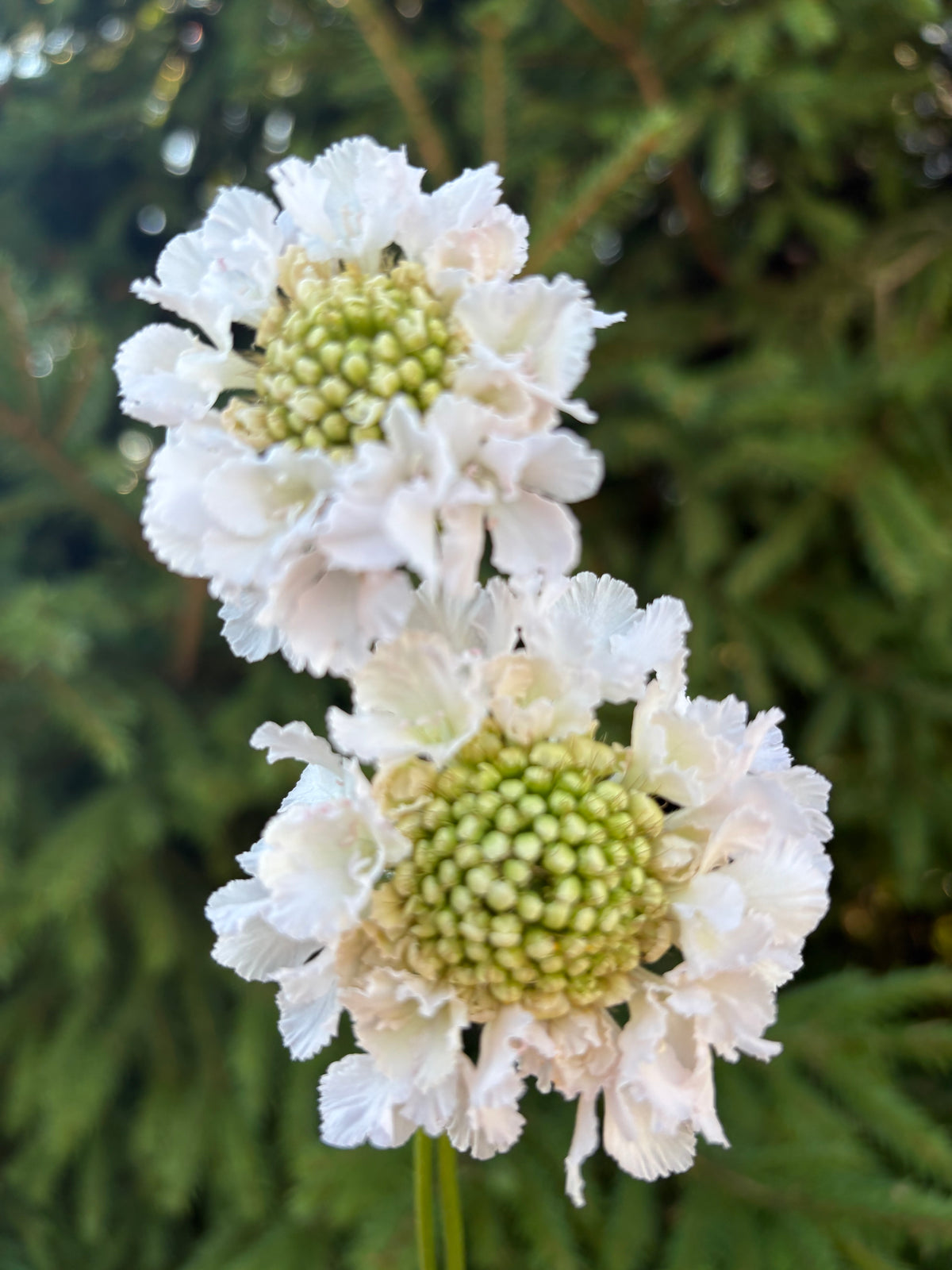 Scabiosa BON BON SCOOP™ FRENCH VANILLA