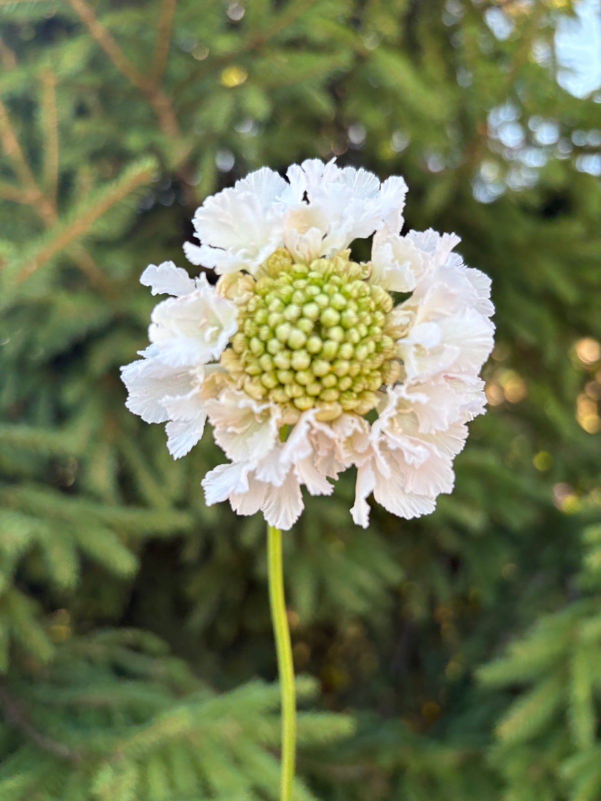 Scabiosa BON BON SCOOP™ FRENCH VANILLA