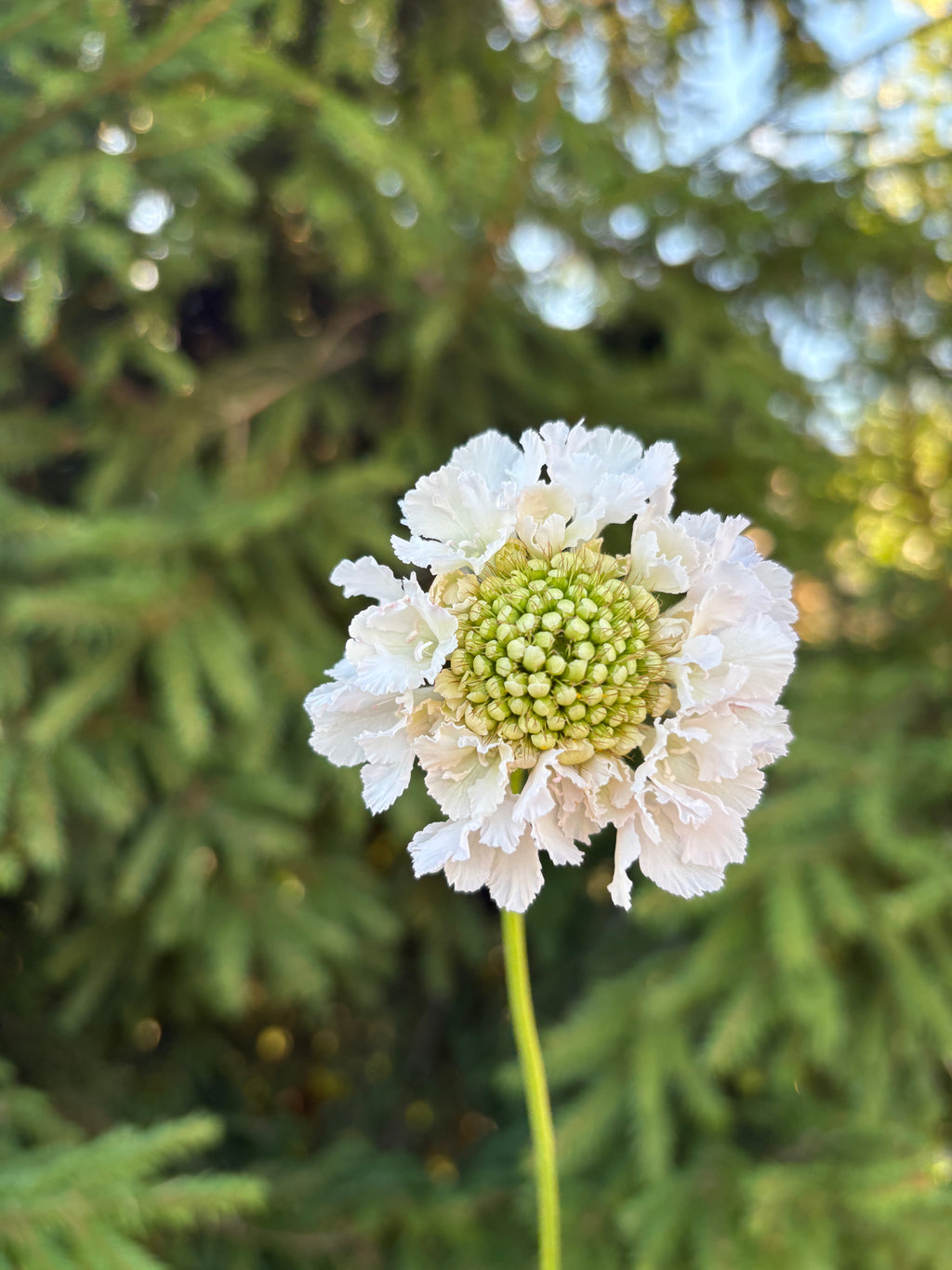 Scabiosa BON BON SCOOP™ FRENCH VANILLA