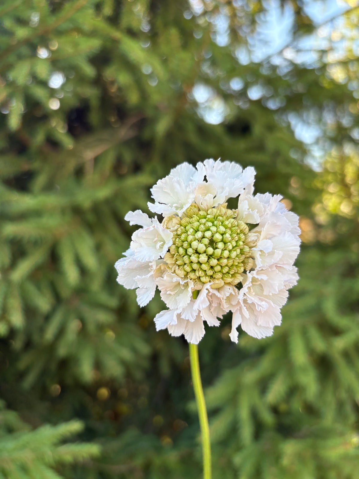 Scabiosa BON BON SCOOP™ FRENCH VANILLA